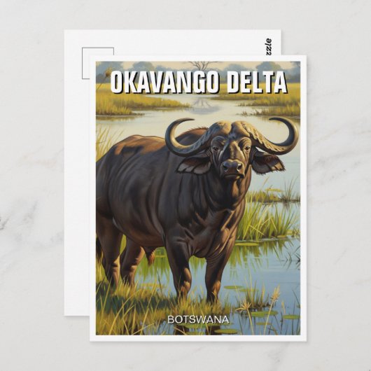 Carte Postale Cape Buffalo dans le delta de l'Okavango au Botswa (Devant / Derrière)