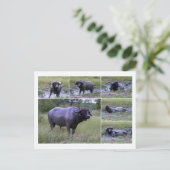 Carte Postale Cape Buffalo Profite Du Bain De Boue, Afrique Du S (Debout devant)