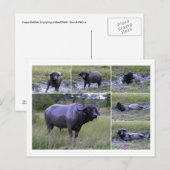 Carte Postale Cape Buffalo Profite Du Bain De Boue, Afrique Du S (Devant / Derrière)