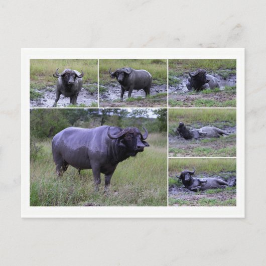 Carte Postale Cape Buffalo Profite Du Bain De Boue, Afrique Du S (Devant)