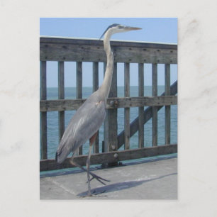 Carte postale Cape Coral Florida