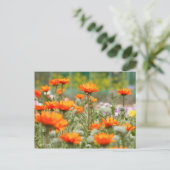 Carte Postale Cape Daisy [Carte postale] (Debout devant)