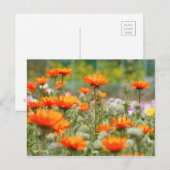 Carte Postale Cape Daisy [Carte postale] (Devant / Derrière)