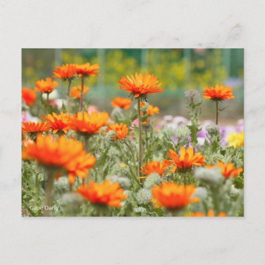 Carte Postale Cape Daisy [Carte postale] (Devant)