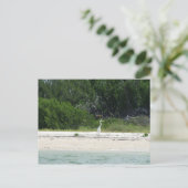 Carte Postale Cape Sable, Fl. (Debout devant)