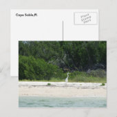 Carte Postale Cape Sable, Fl. (Devant / Derrière)