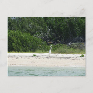 Carte Postale Cape Sable, Fl.