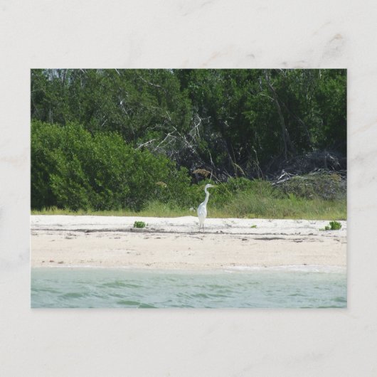 Carte Postale Cape Sable, Fl. (Devant)