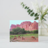 Carte Postale Capitol Reef National Park (Debout devant)