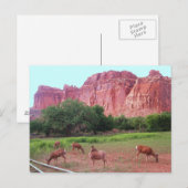 Carte Postale Capitol Reef National Park (Devant / Derrière)