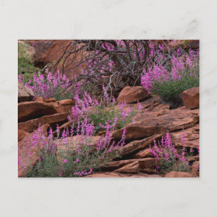 Carte Postale Capitol Reef National Park, Utah, États-Unis