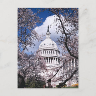 Carte Postale Capitole américain aux fleurs de cerisiers, Washin