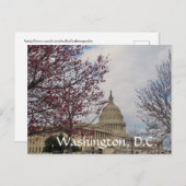 Carte Postale Capitole et cerisiers fleurissent. (Devant / Derrière)