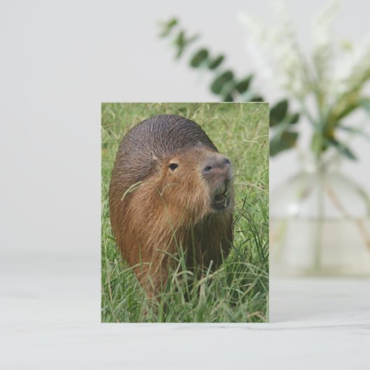 Carte Postale Caplin Rous mangeant de l'herbe (Debout devant)