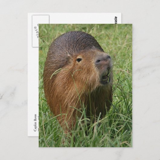 Carte Postale Caplin Rous mangeant de l'herbe (Devant / Derrière)