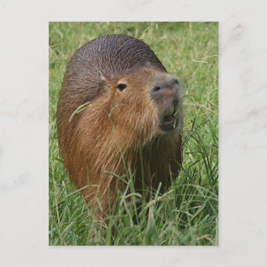 Carte Postale Caplin Rous mangeant de l'herbe (Devant)