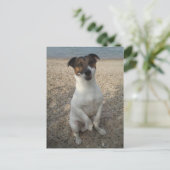 Carte Postale Capo von Oppenheim, chien Terrier Jack Russell (Debout devant)