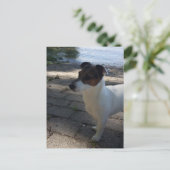 Carte Postale Capo von Oppenheim, chien Terrier Jack Russell (Debout devant)