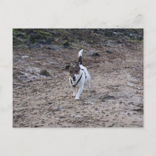 Carte Postale Capo von Oppenheim, Jack Russell Terrier Chien