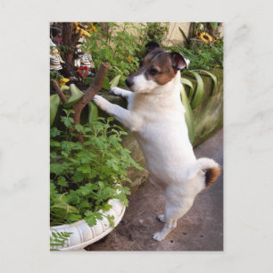 Carte Postale Capo von Oppenheim, Jack Russell Terrier Chien