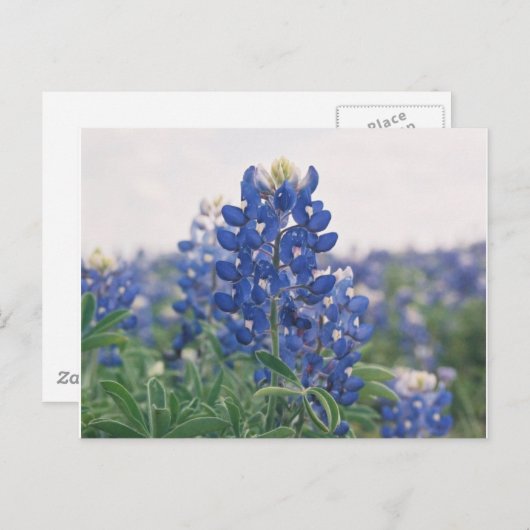 Carte Postale capot bleu (Devant / Derrière)