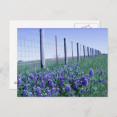 Carte Postale capot bleu côté route (Devant / Derrière)