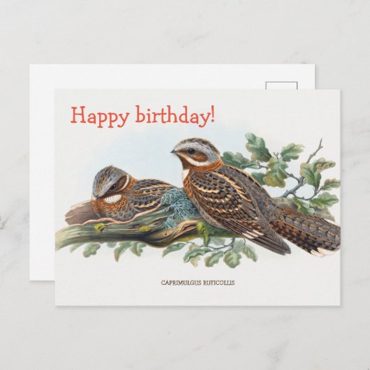 Carte Postale Caprimulgus Ruficollis (Devant / Derrière)