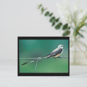 Carte Postale Capteur à ciseaux à queue (Debout devant)