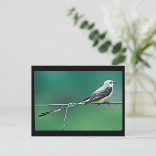 Carte Postale Capteur à ciseaux à queue (Debout devant)