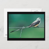 Carte Postale Capteur à ciseaux à queue (Devant / Derrière)