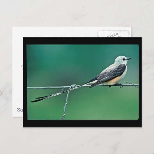 Carte Postale Capteur à ciseaux à queue (Devant / Derrière)