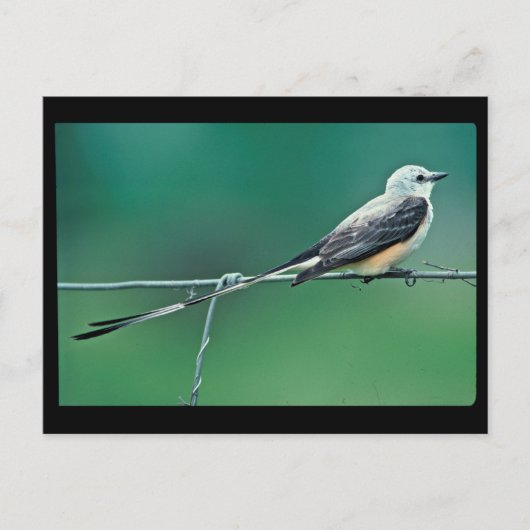 Carte Postale Capteur à ciseaux à queue (Devant)