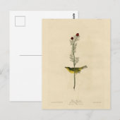 Carte Postale Capteur de mouches de Selby - Audubon's Birds of A (Devant / Derrière)