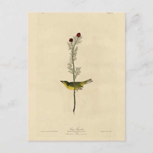 Carte Postale Capteur de mouches de Selby - Audubon's Birds of A (Devant)