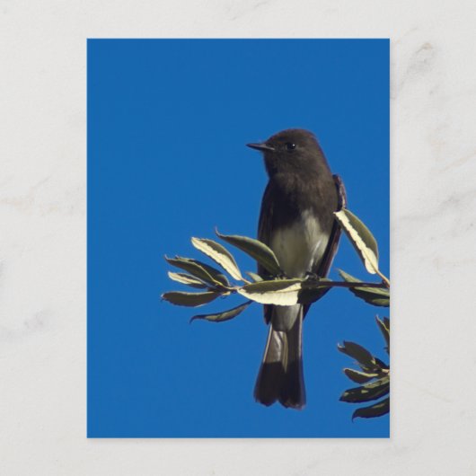 Carte Postale Capteur de vol (Devant)