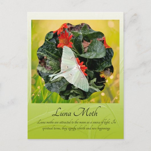 Carte Postale Captivant Luna Moth (Devant)