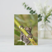 Carte Postale Captive Tapichalaca Grenouille Hyloscirtus (Debout devant)