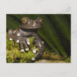 Carte Postale Captive Tapichalaca Tree Frog Hyloscirtus 3
