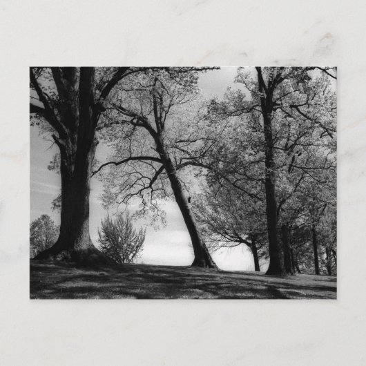 Carte Postale Capture (Devant)
