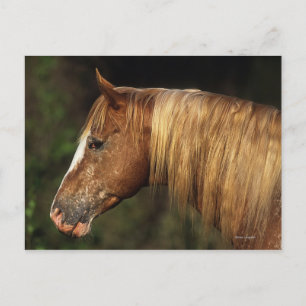 Carte Postale Capture d'écran Appaloosa Horse 1