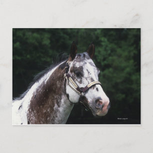 Carte Postale Capture d'écran Appaloosa Horse 2
