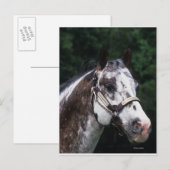 Carte Postale Capture d'écran Appaloosa Horse 2 (Devant / Derrière)