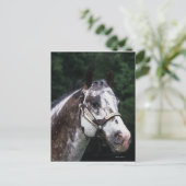Carte Postale Capture d'écran Appaloosa Horse 2 (Debout devant)