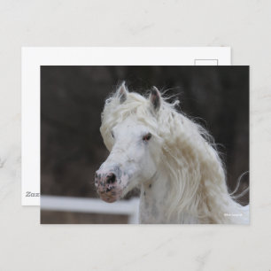 Carte Postale Capture d'écran de Bob Langrish Appaloosa Friesian