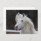 Carte Postale Capture d'écran de Bob Langrish Appaloosa Friesian (Devant / Derrière)