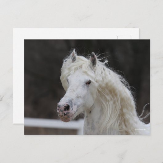 Carte Postale Capture d'écran de Bob Langrish Appaloosa Friesian (Devant / Derrière)