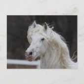 Carte Postale Capture d'écran de Bob Langrish Appaloosa Friesian (Devant)