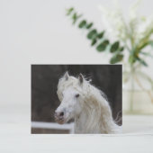 Carte Postale Capture d'écran de Bob Langrish Appaloosa Friesian (Debout devant)