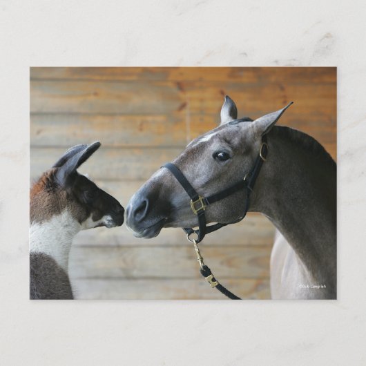 Carte Postale Capture d'écran de Bob Langrish Llama et de la réu (Devant)