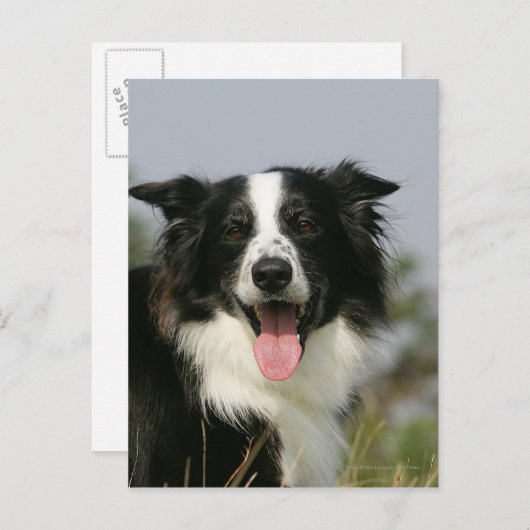 Carte Postale Capture d'écran de la bordure 1 (Devant / Derrière)